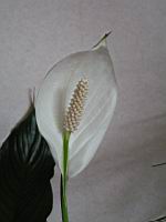 Anthurium, Fleur (3)